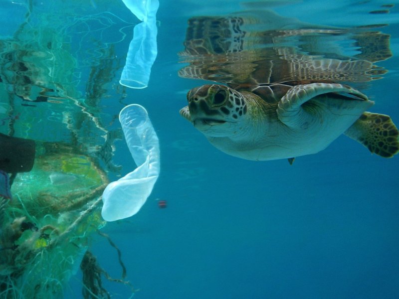Rác thải nhựa từ đại dương